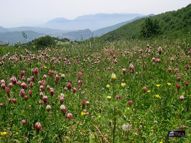 trifoglio in fiore.JPG